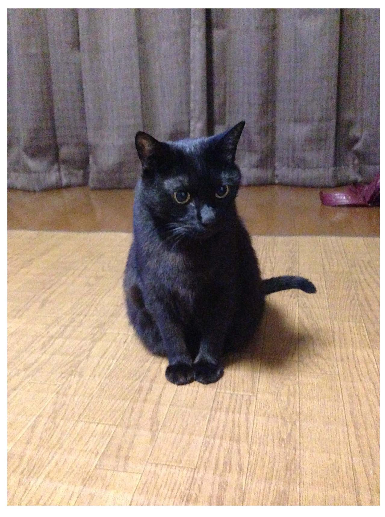 【マンガ・老猫日誌＃74】迎える前の桃姐の性格〜思い出の老猫日誌・桃姐と小論（画像3）