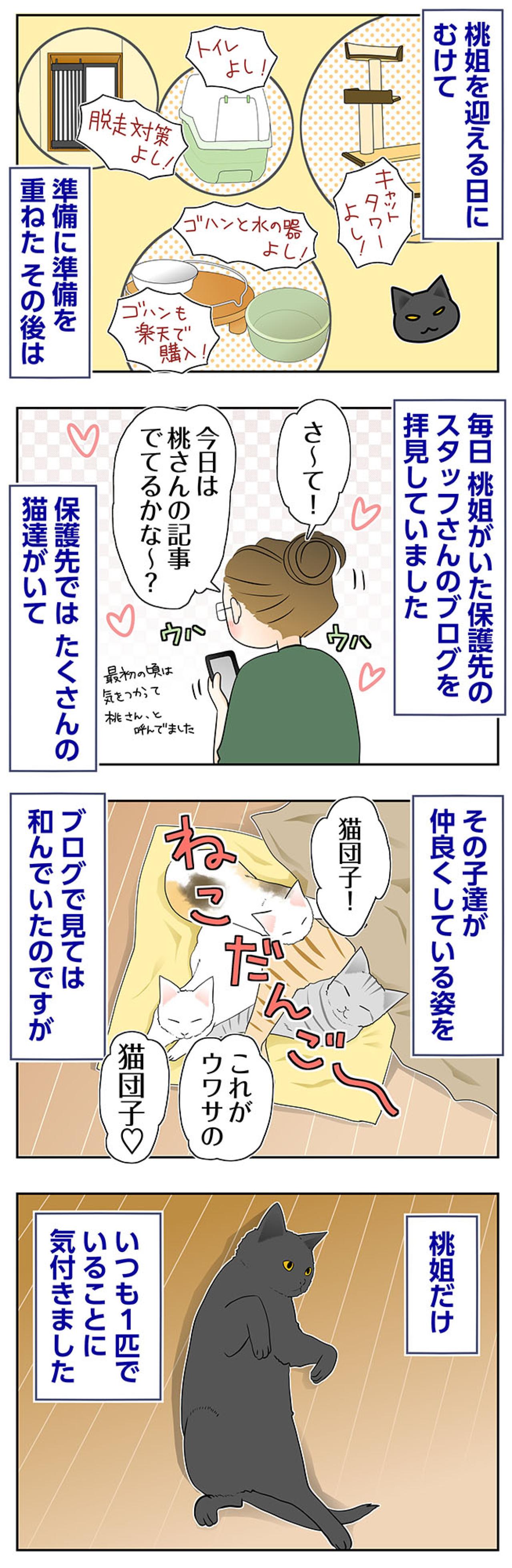 【マンガ・老猫日誌＃73】保護先のブログで桃姐は？〜思い出の老猫日誌・桃姐と小論（画像2）