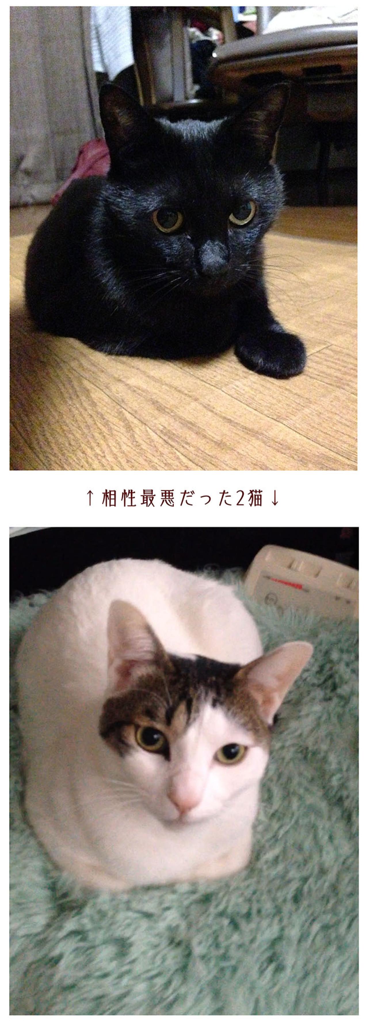 【マンガ・老猫日誌＃67】12年半おひとりさまで過ごした桃姐〜思い出の老猫日誌・桃姐と小論（画像3）