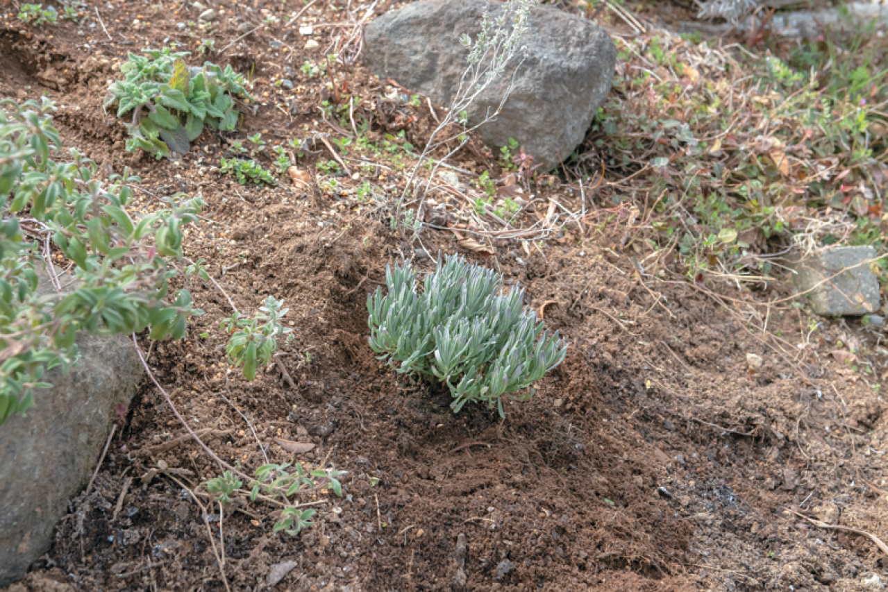 この春から育てたい！【ラベンダー】栽培を成功させる「温・湿・日」の三原則とは？（画像17）
