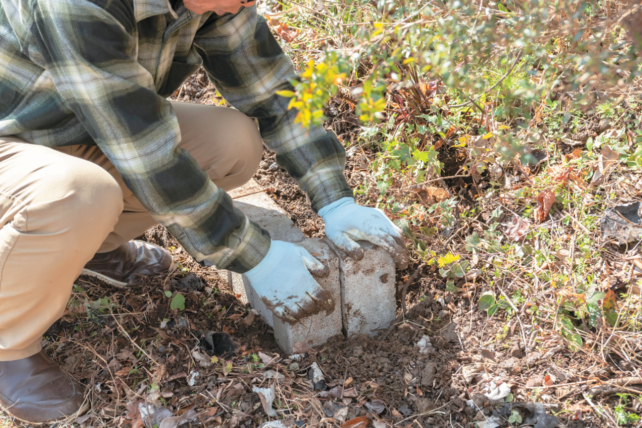 この春から育てたい！【ラベンダー】栽培を成功させる「温・湿・日」の三原則とは？（画像9）