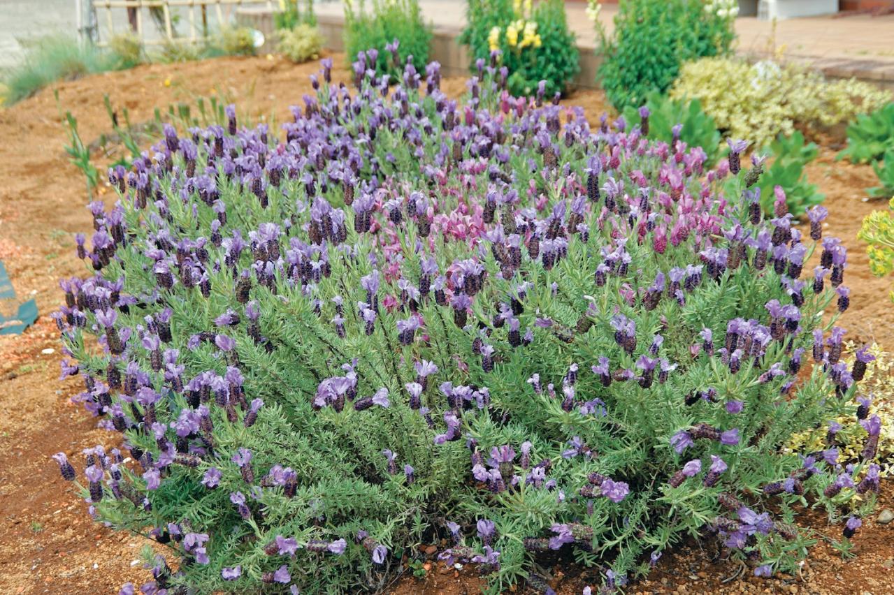 この春から育てたい！【ラベンダー】栽培を成功させる「温・湿・日」の三原則とは？