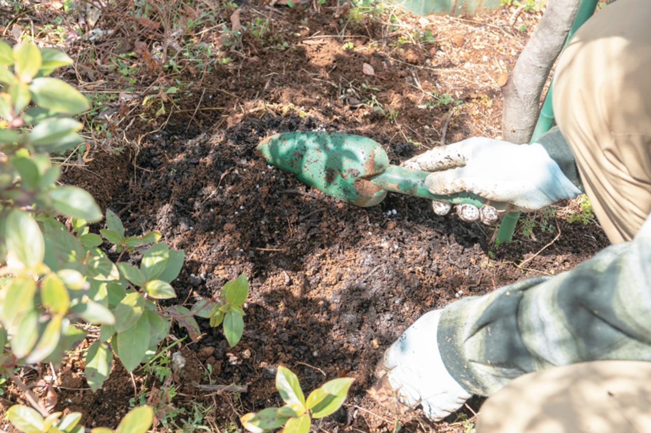プロが伝授！【ラベンダー】栽培で失敗知らずの環境をつくるには？（画像7）