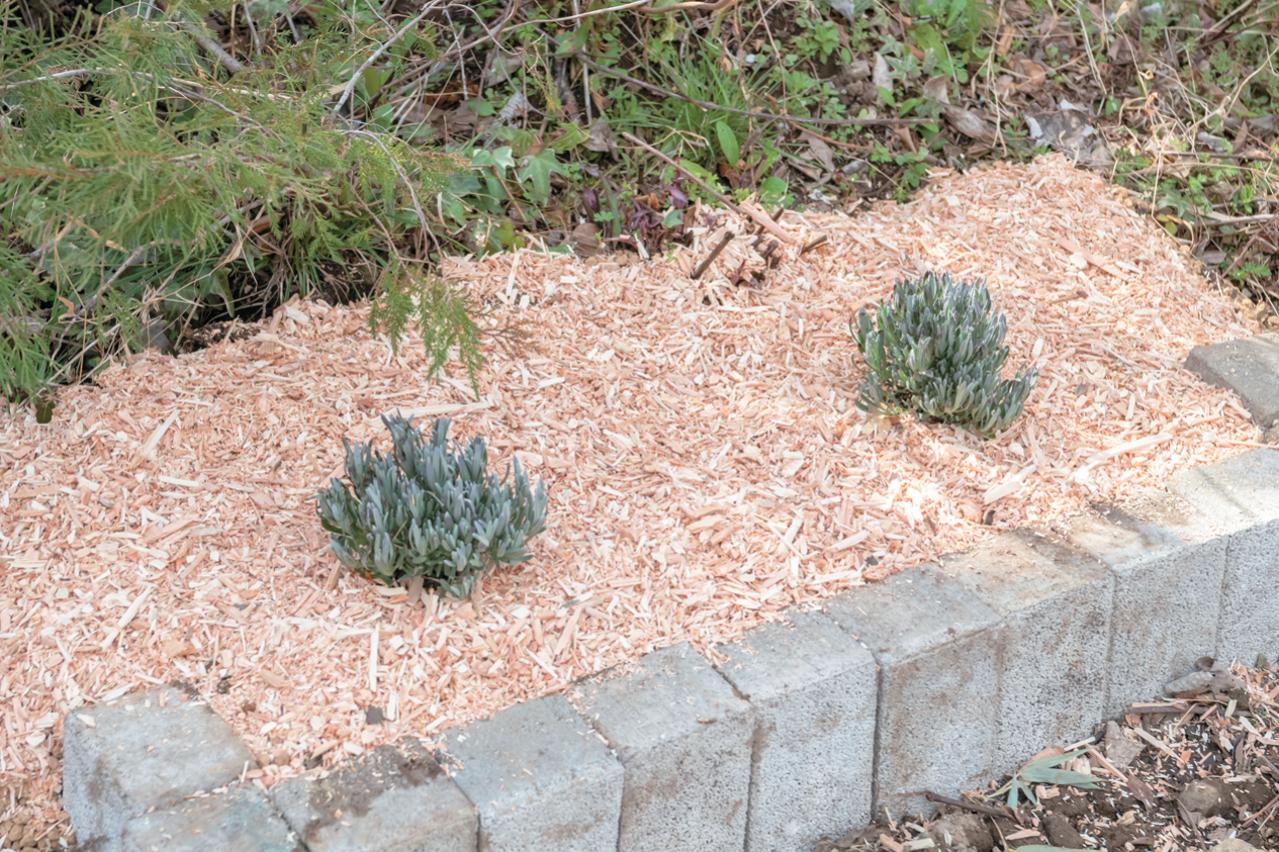 【ラベンダー】をレイズドベッドに植えつける方法を詳しく解説（画像10）