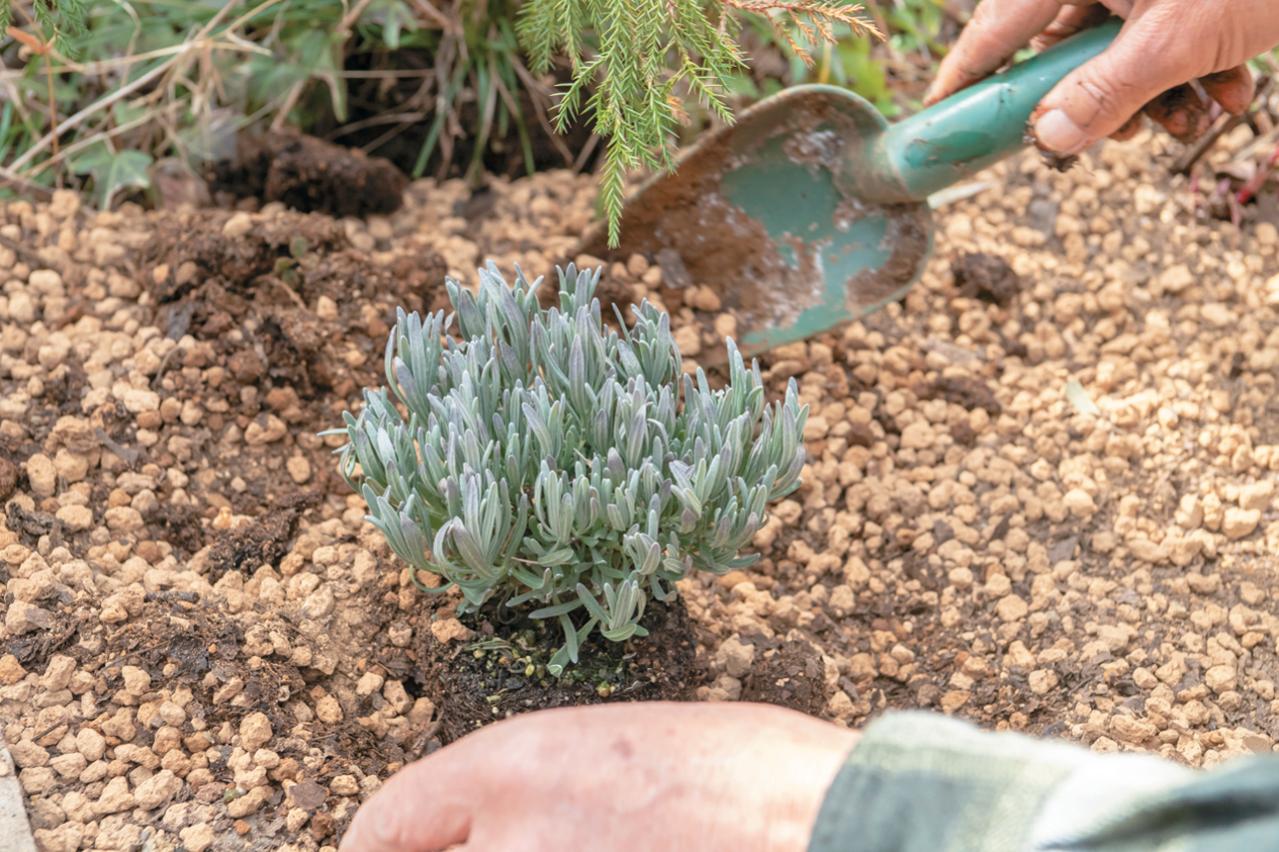 【ラベンダー】をレイズドベッドに植えつける方法を詳しく解説（画像5）