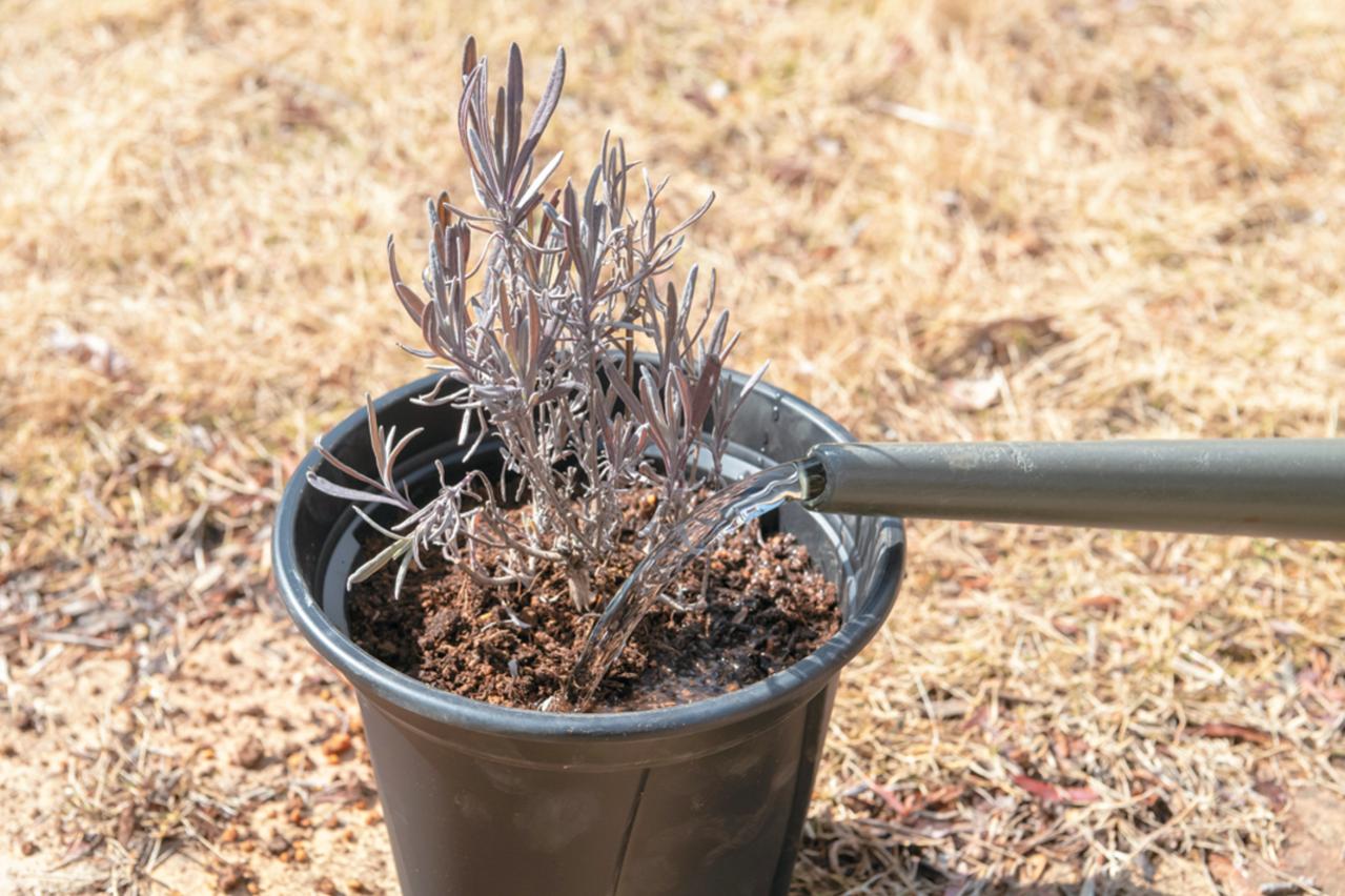 狭いスペースでも育てられる！【ラベンダーの鉢植え】根腐れ予防が成功のカギ（画像10）