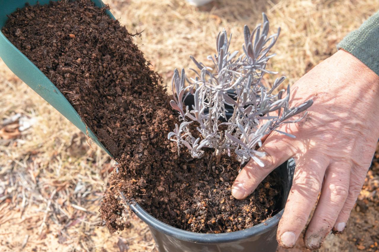 狭いスペースでも育てられる！【ラベンダーの鉢植え】根腐れ予防が成功のカギ（画像16）