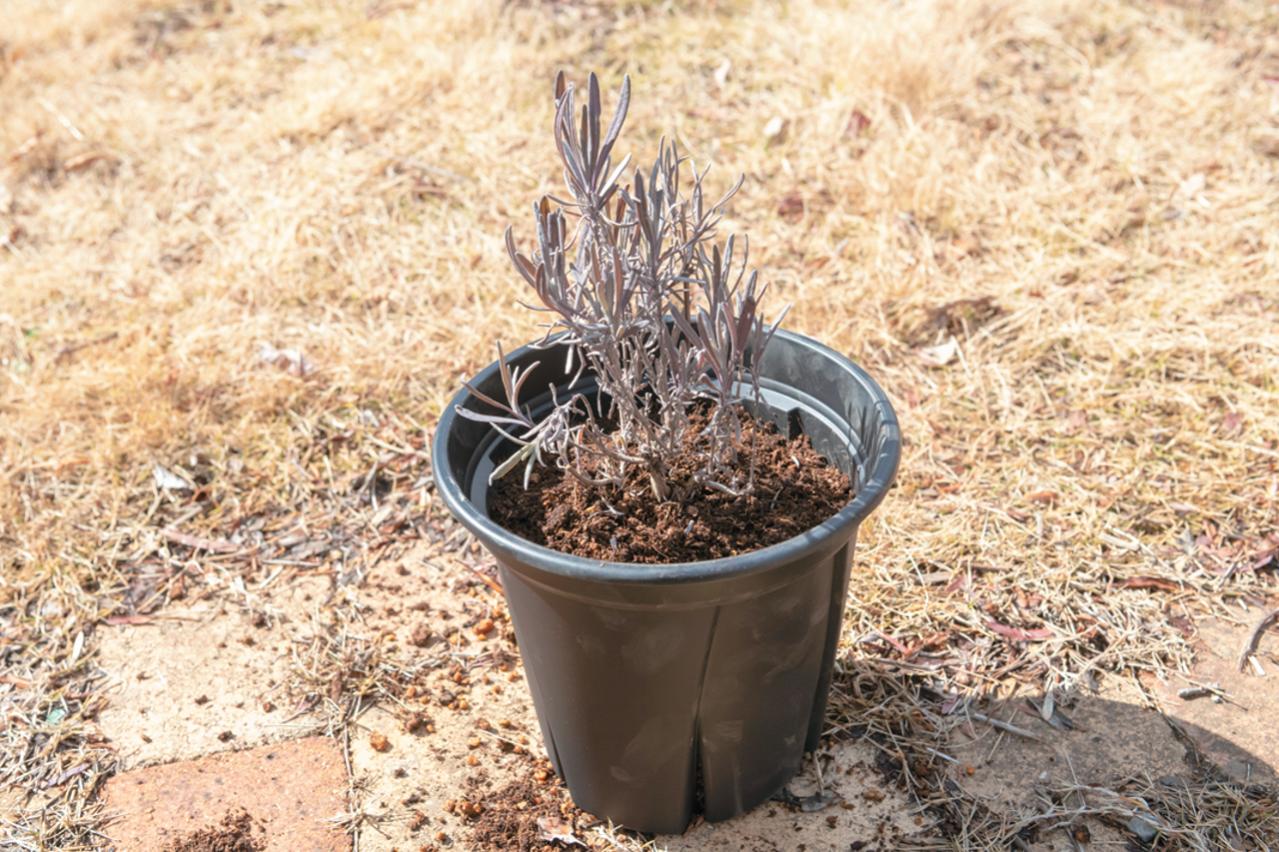 狭いスペースでも育てられる！【ラベンダーの鉢植え】根腐れ予防が成功のカギ（画像9）