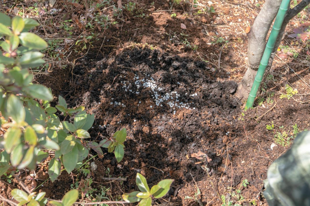 プロが伝授！【ラベンダー】栽培で失敗知らずの環境をつくるには？（画像6）