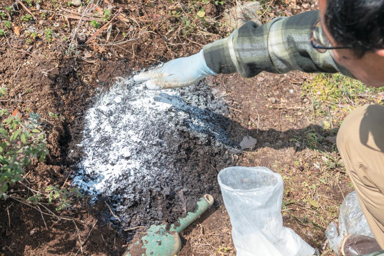 プロが伝授！【ラベンダー】栽培で失敗知らずの環境をつくるには？（画像17）