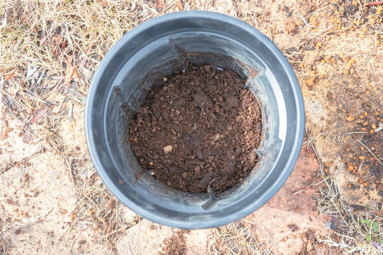 狭いスペースでも育てられる！【ラベンダーの鉢植え】根腐れ予防が成功のカギ（画像12）