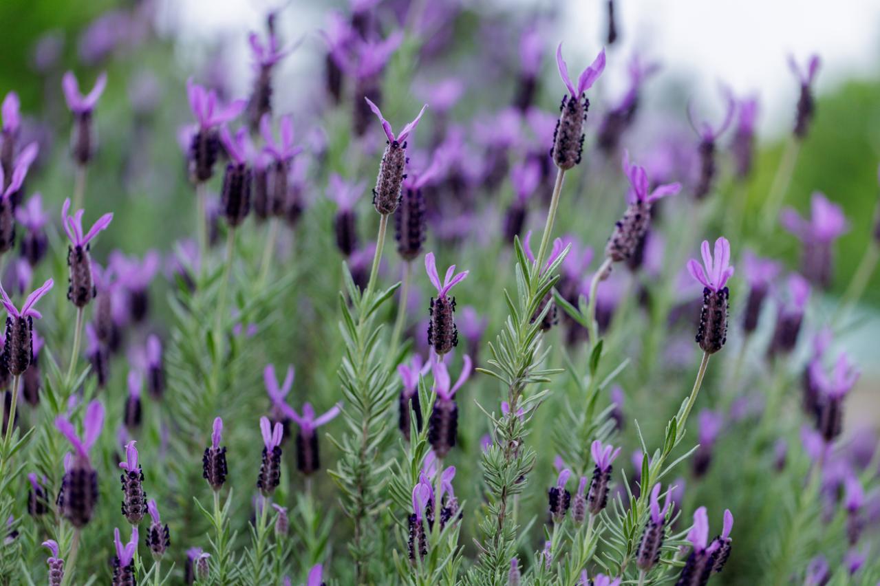 プロが伝授！【ラベンダー】栽培で失敗知らずの環境をつくるには？