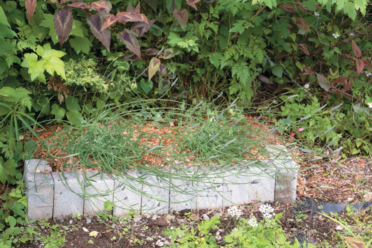 【ラベンダー】をレイズドベッドに植えつける方法を詳しく解説（画像11）