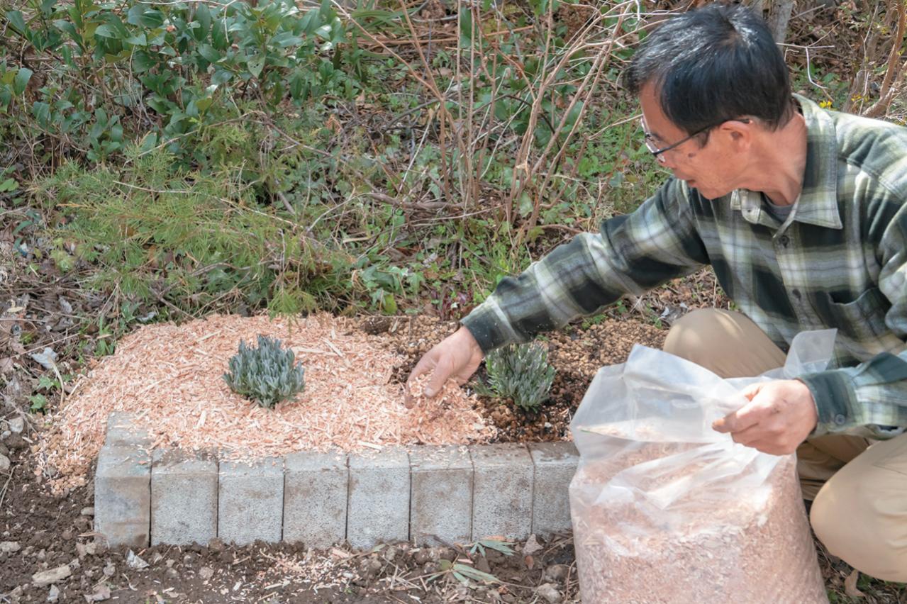 【ラベンダー】をレイズドベッドに植えつける方法を詳しく解説（画像9）