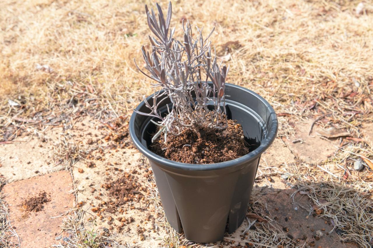 狭いスペースでも育てられる！【ラベンダーの鉢植え】根腐れ予防が成功のカギ（画像7）