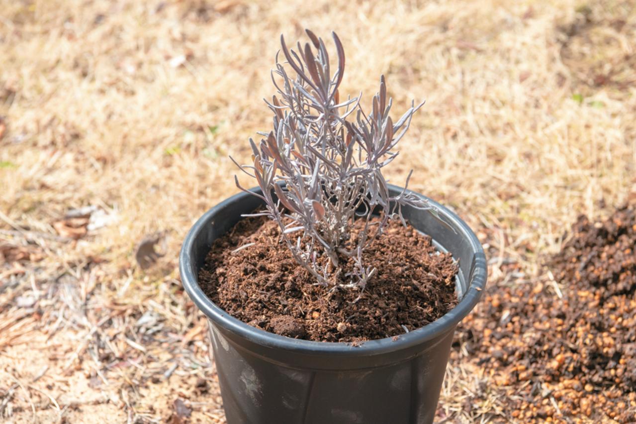 狭いスペースでも育てられる！【ラベンダーの鉢植え】根腐れ予防が成功のカギ（画像17）