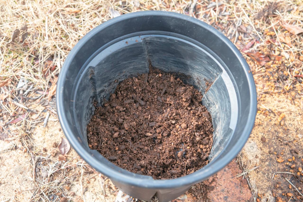 狭いスペースでも育てられる！【ラベンダーの鉢植え】根腐れ予防が成功のカギ（画像14）
