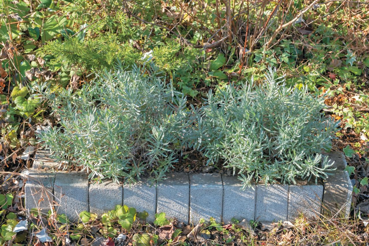 【ラベンダー】をレイズドベッドに植えつける方法を詳しく解説（画像12）