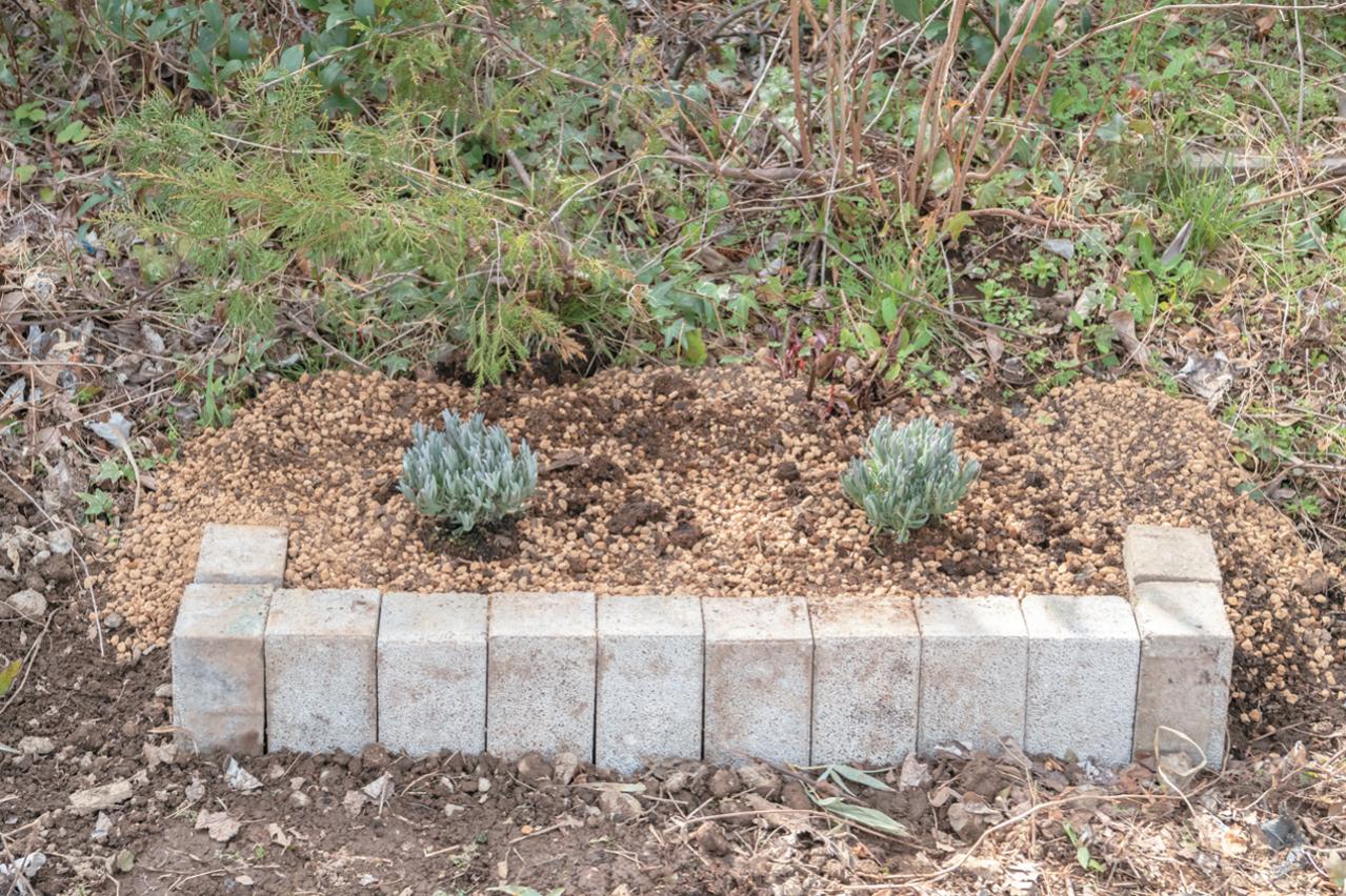 【ラベンダー】をレイズドベッドに植えつける方法を詳しく解説（画像7）