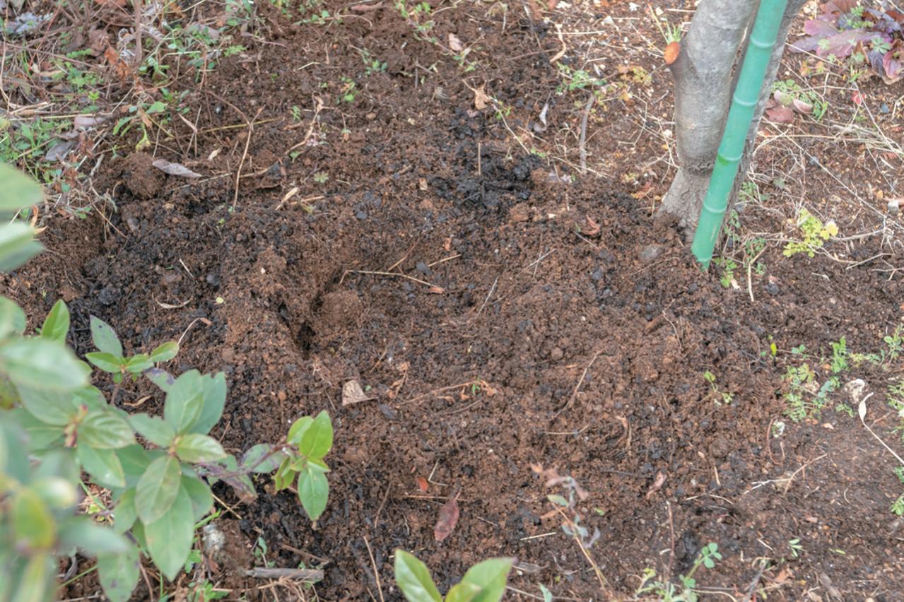 プロが伝授！【ラベンダー】栽培で失敗知らずの環境をつくるには？（画像11）