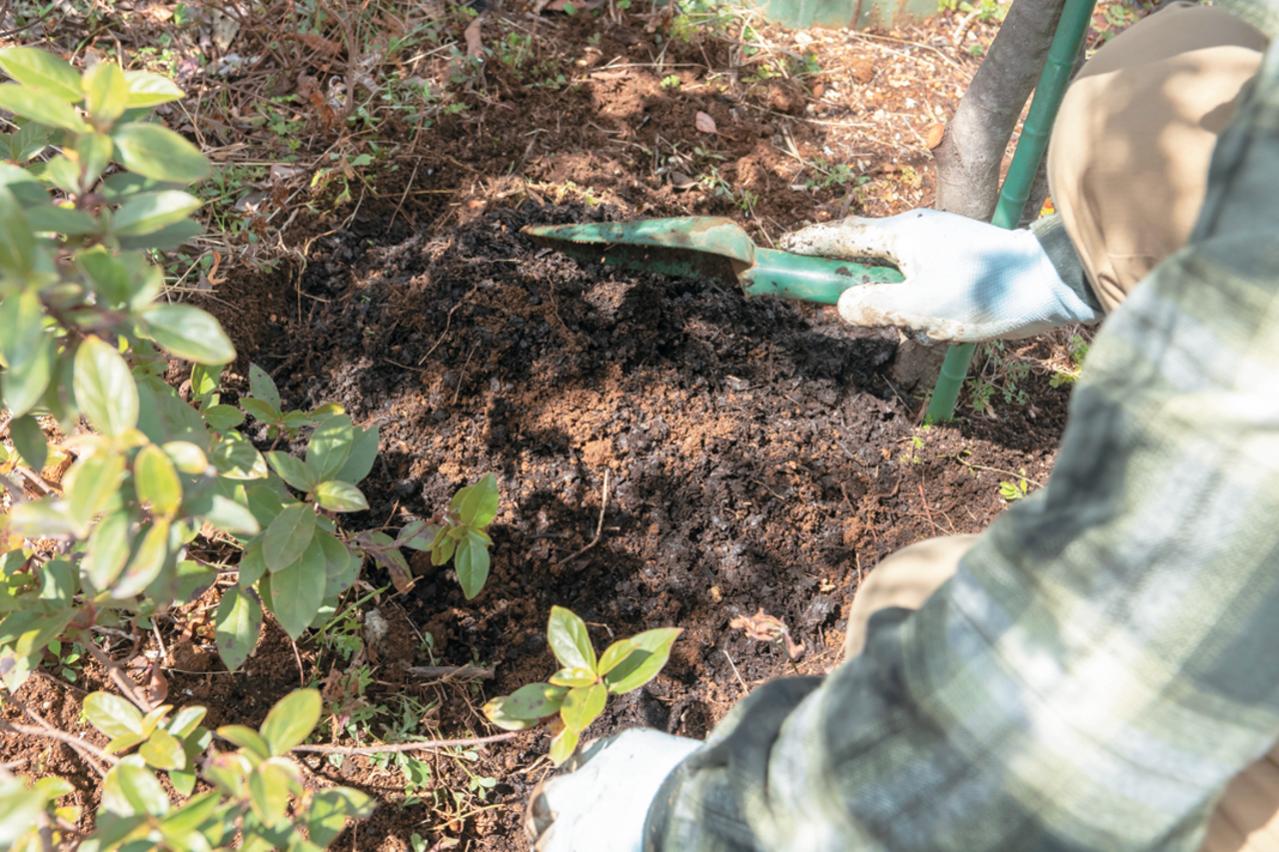 プロが伝授！【ラベンダー】栽培で失敗知らずの環境をつくるには？（画像4）
