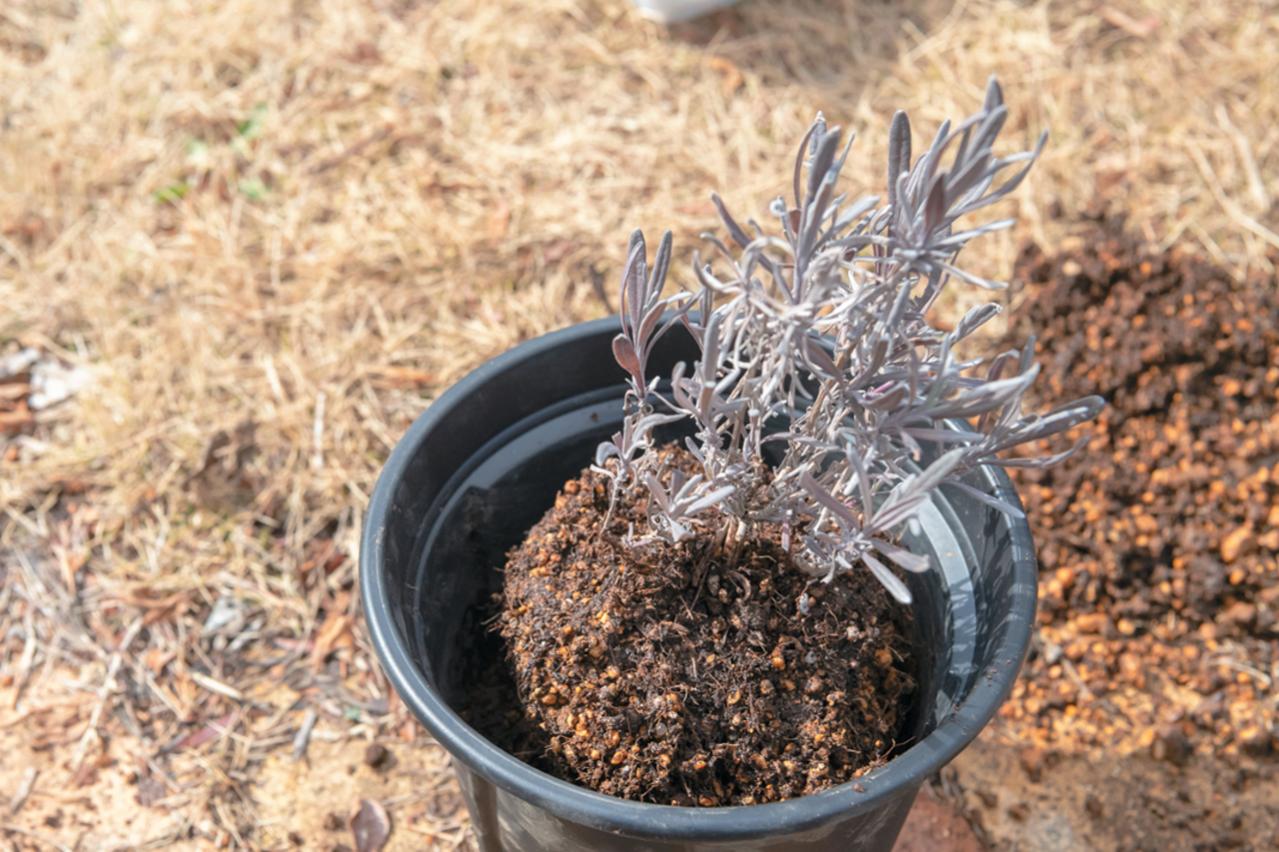 狭いスペースでも育てられる！【ラベンダーの鉢植え】根腐れ予防が成功のカギ（画像15）