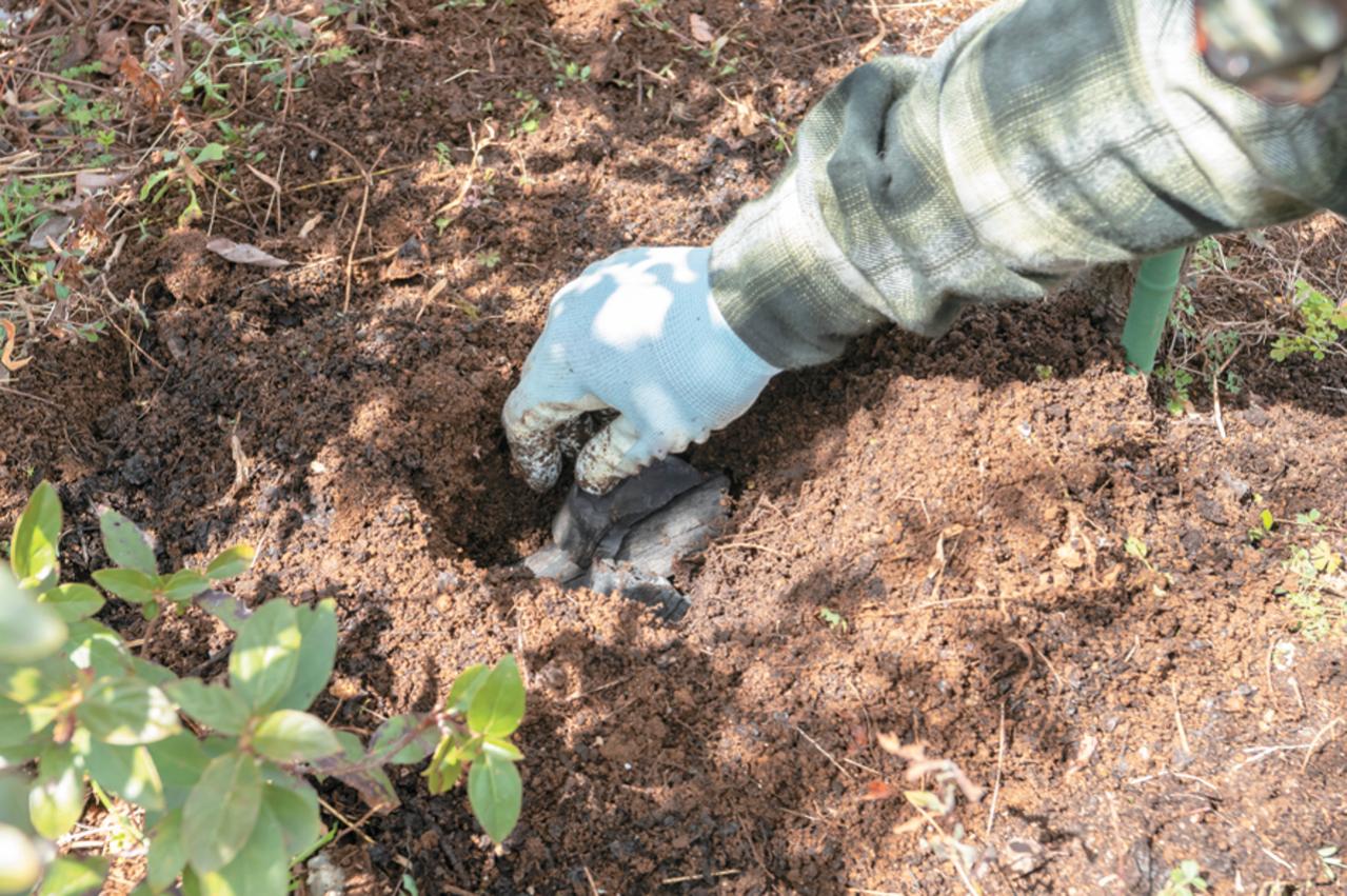 プロが伝授！【ラベンダー】栽培で失敗知らずの環境をつくるには？（画像9）