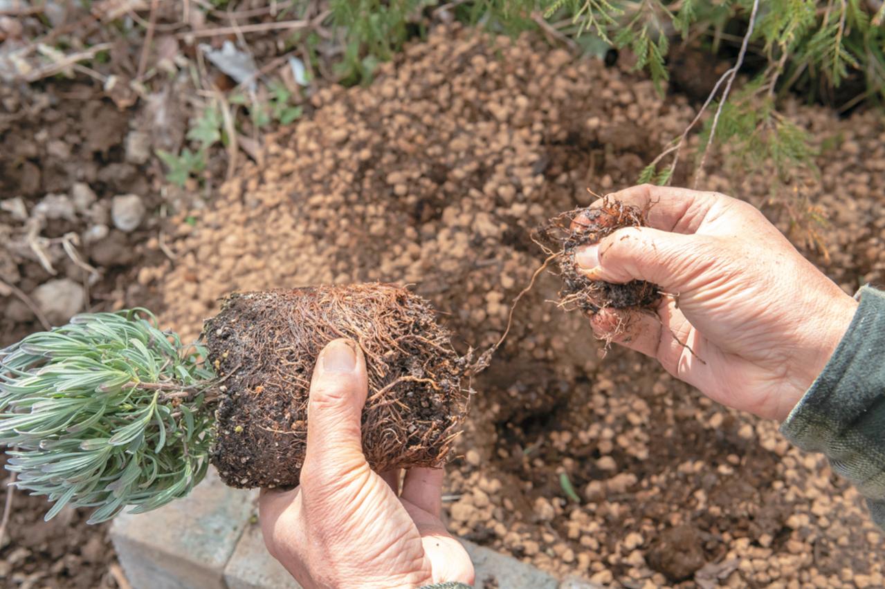 【ラベンダー】をレイズドベッドに植えつける方法を詳しく解説（画像4）