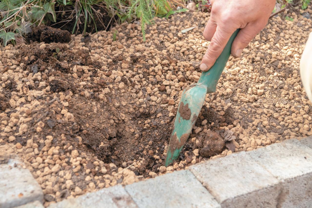 【ラベンダー】をレイズドベッドに植えつける方法を詳しく解説（画像3）