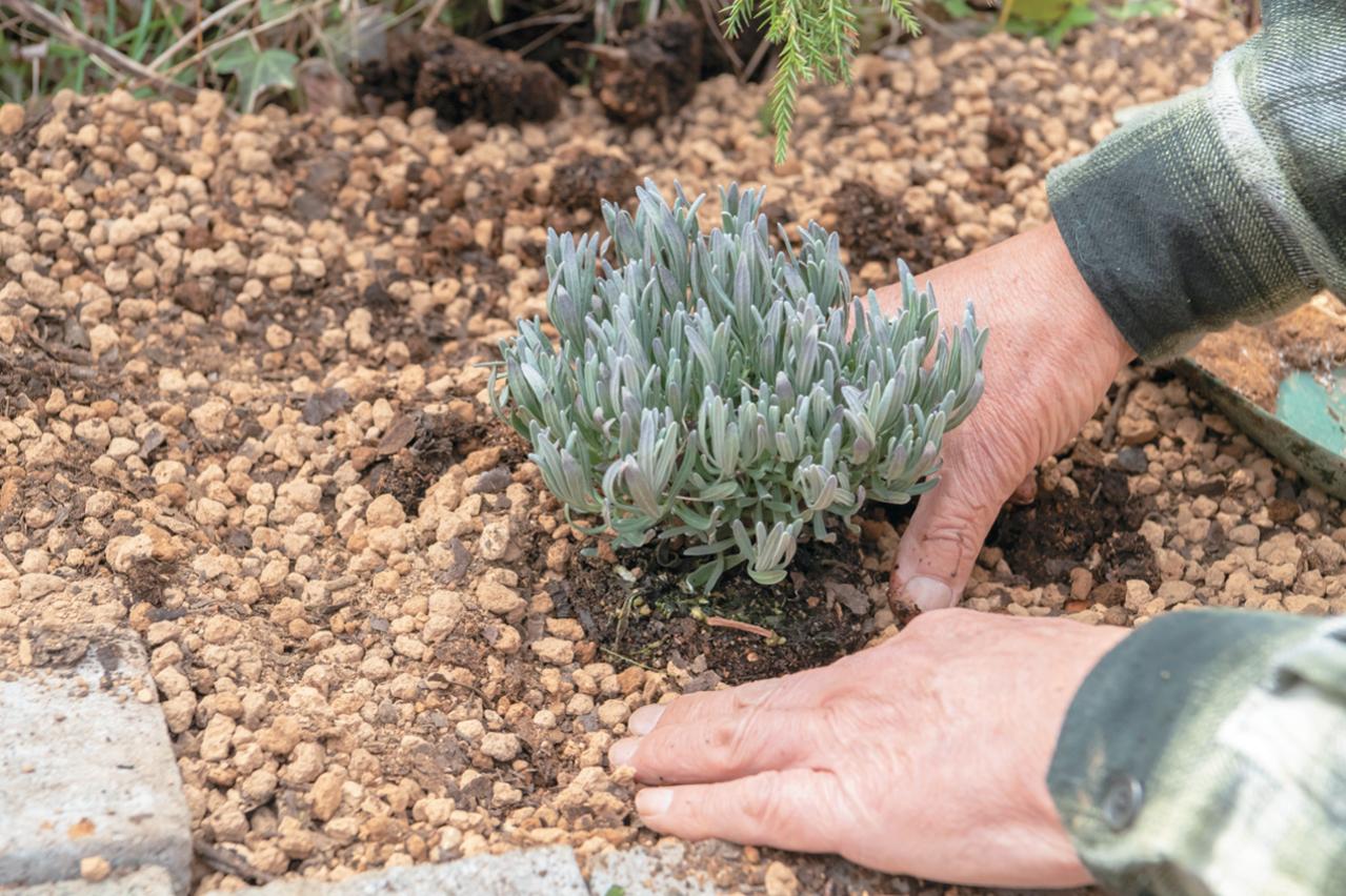 【ラベンダー】をレイズドベッドに植えつける方法を詳しく解説（画像6）