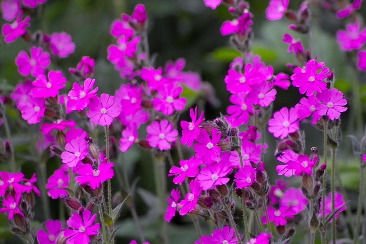 パンジーのあと、何を植える？毎年咲く、初夏を彩るやさしいピンクの花（宿根草）8選