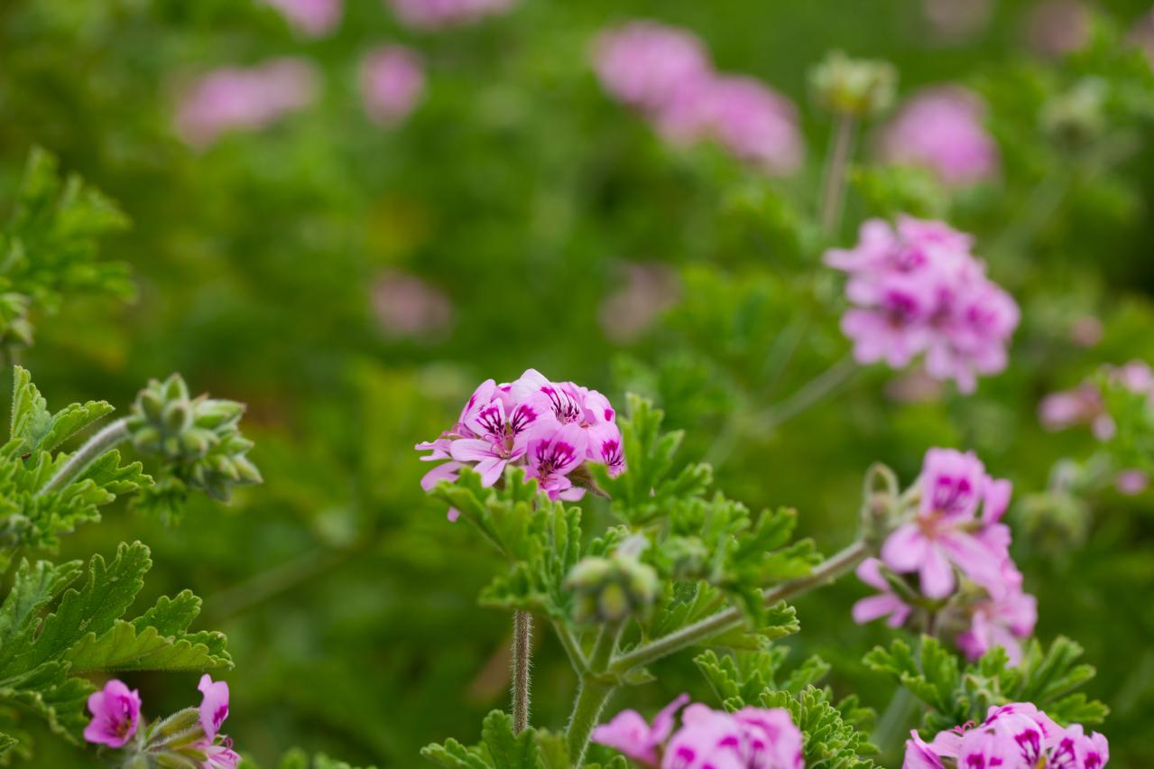 パンジーのあと、何を植える？毎年咲く、初夏を彩るやさしいピンクの花（宿根草）8選（画像9）