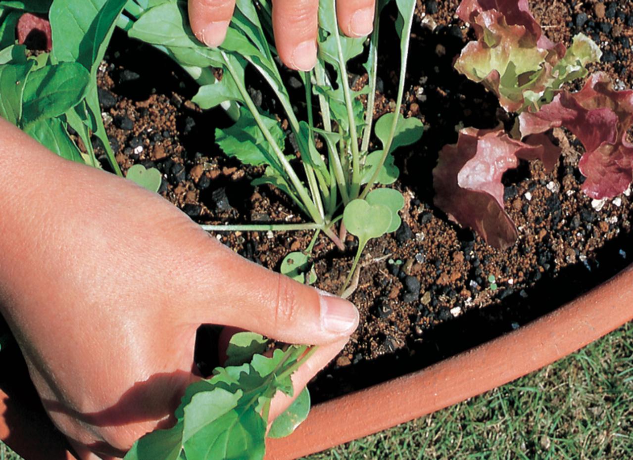 ベランダで始める【春のハーブ栽培入門】プランター・土・肥料の選び方、寄せ植えの方法は？（画像14）