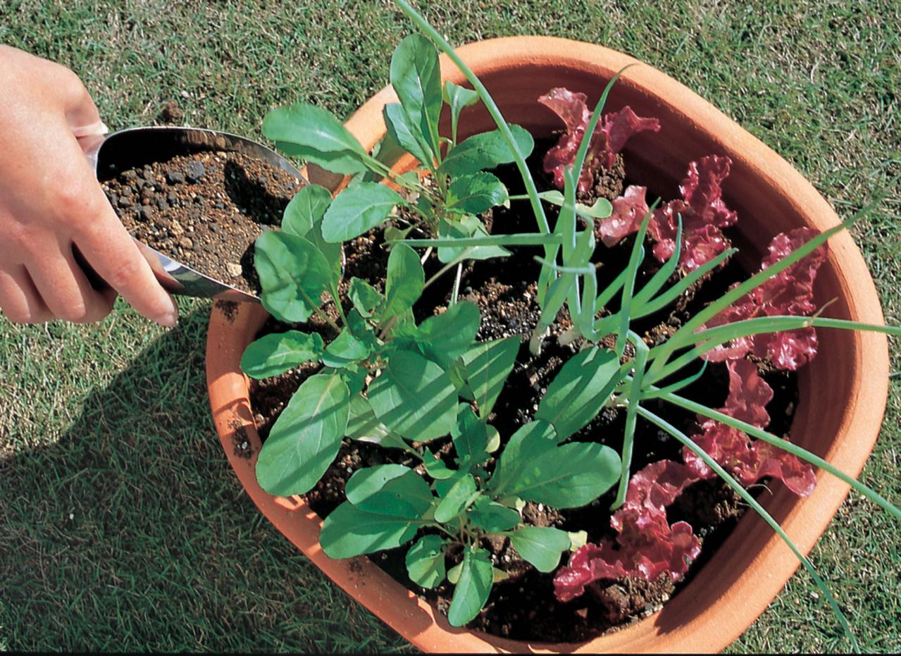 ベランダで始める【春のハーブ栽培入門】プランター・土・肥料の選び方、寄せ植えの方法は？（画像13）