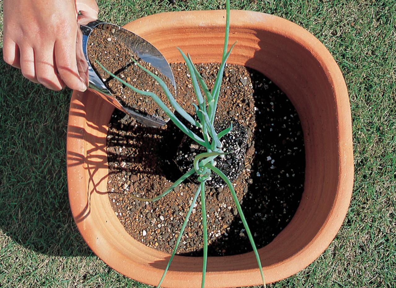 ベランダで始める【春のハーブ栽培入門】プランター・土・肥料の選び方、寄せ植えの方法は？（画像11）