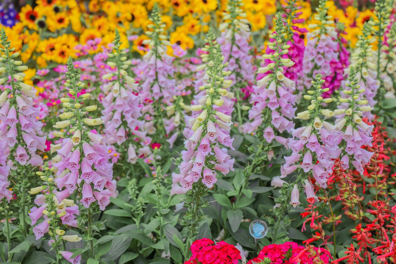 パンジーのあと、何を植える？毎年咲く、初夏を彩るやさしいピンクの花（宿根草）8選（画像2）
