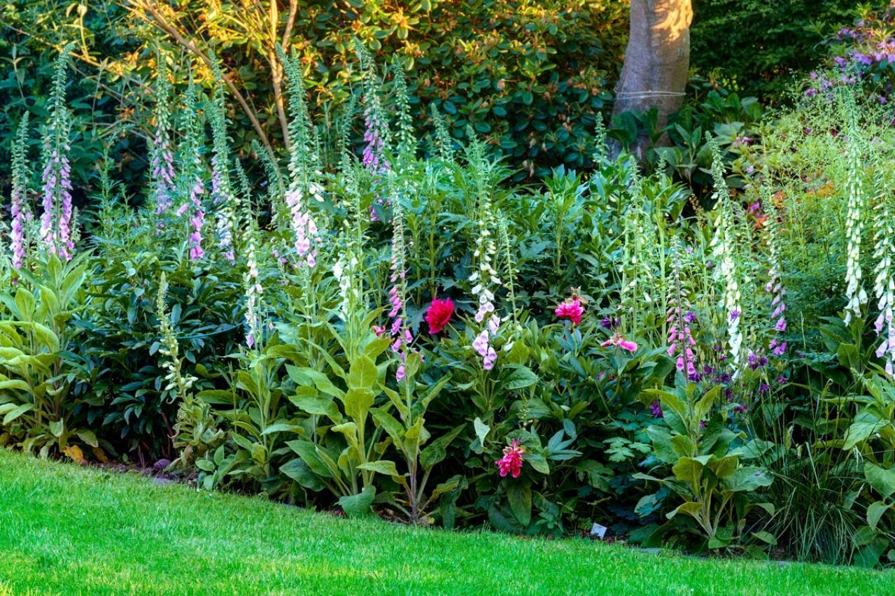 パンジーのあと、何を植える？毎年咲く、初夏を彩るやさしいピンクの花（宿根草）8選（画像3）