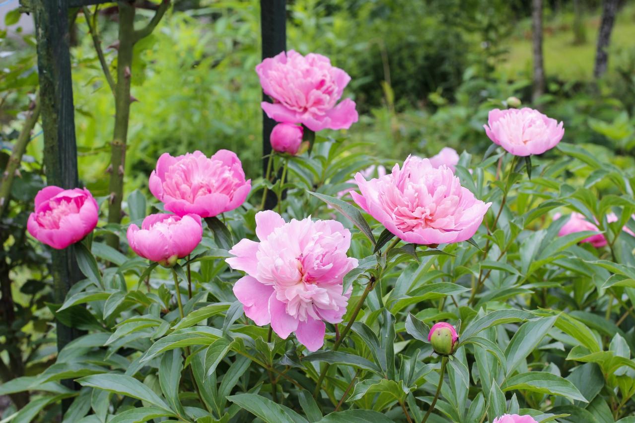 パンジーのあと、何を植える？毎年咲く、初夏を彩るやさしいピンクの花（宿根草）8選（画像11）