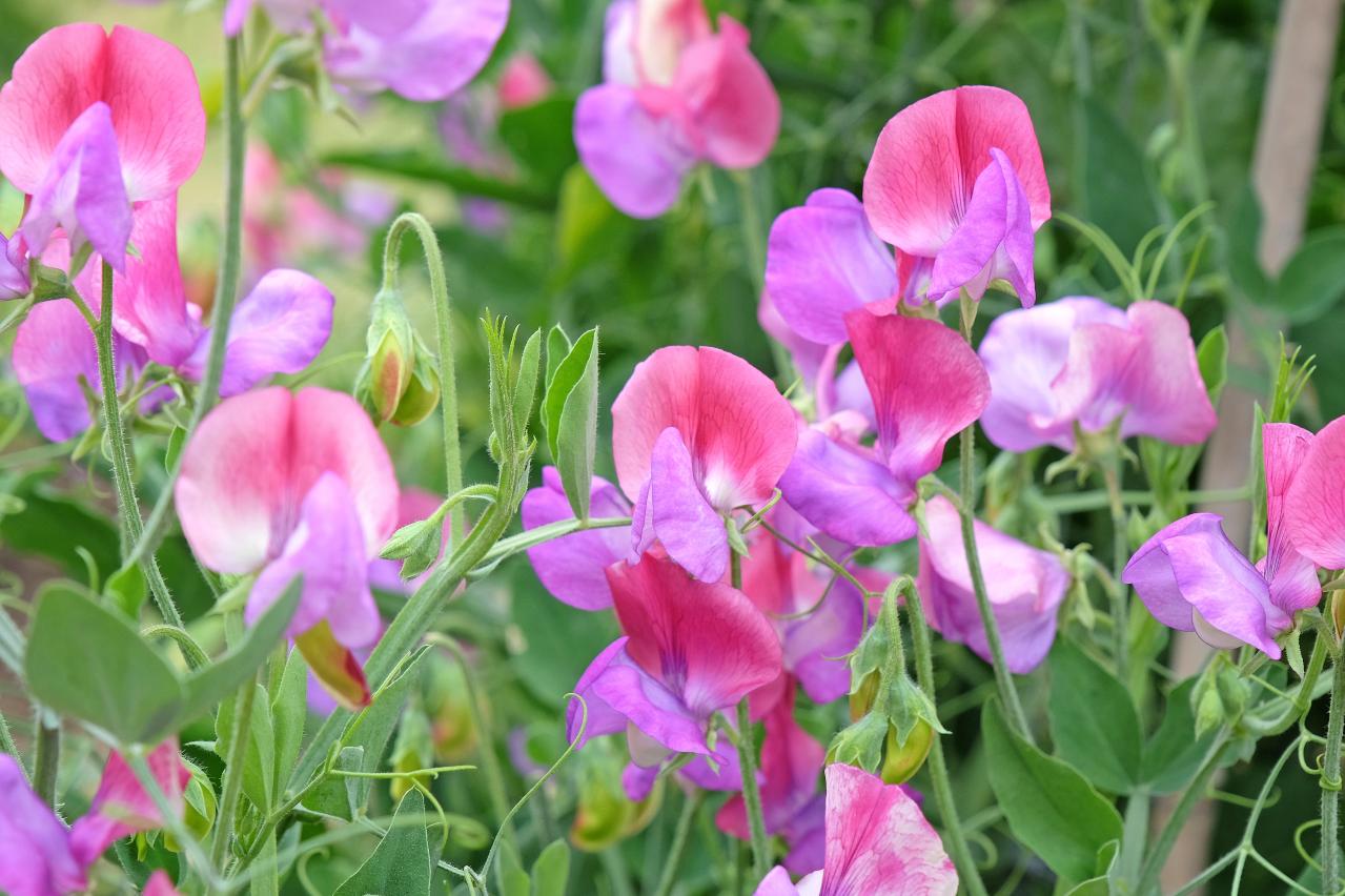 パンジーのあと、何を植える？毎年咲く、初夏を彩るやさしいピンクの花（宿根草）8選（画像7）