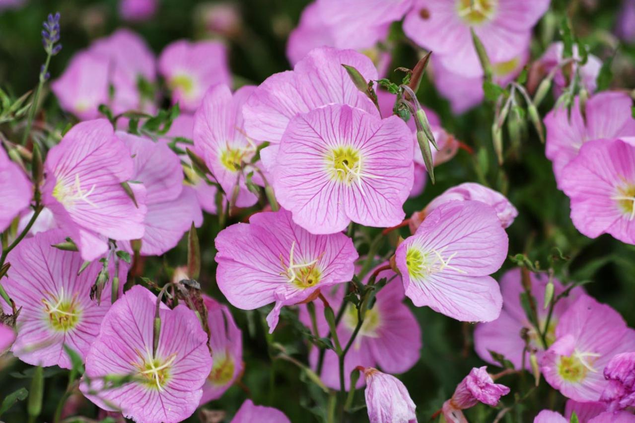 パンジーのあと、何を植える？毎年咲く、初夏を彩るやさしいピンクの花（宿根草）8選（画像6）