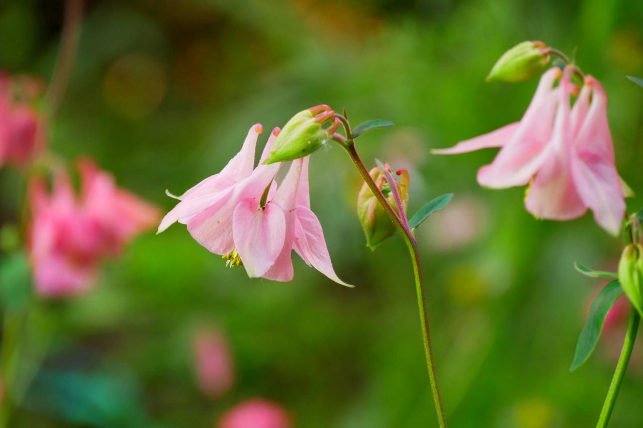 パンジーのあと、何を植える？毎年咲く、初夏を彩るやさしいピンクの花（宿根草）8選（画像4）