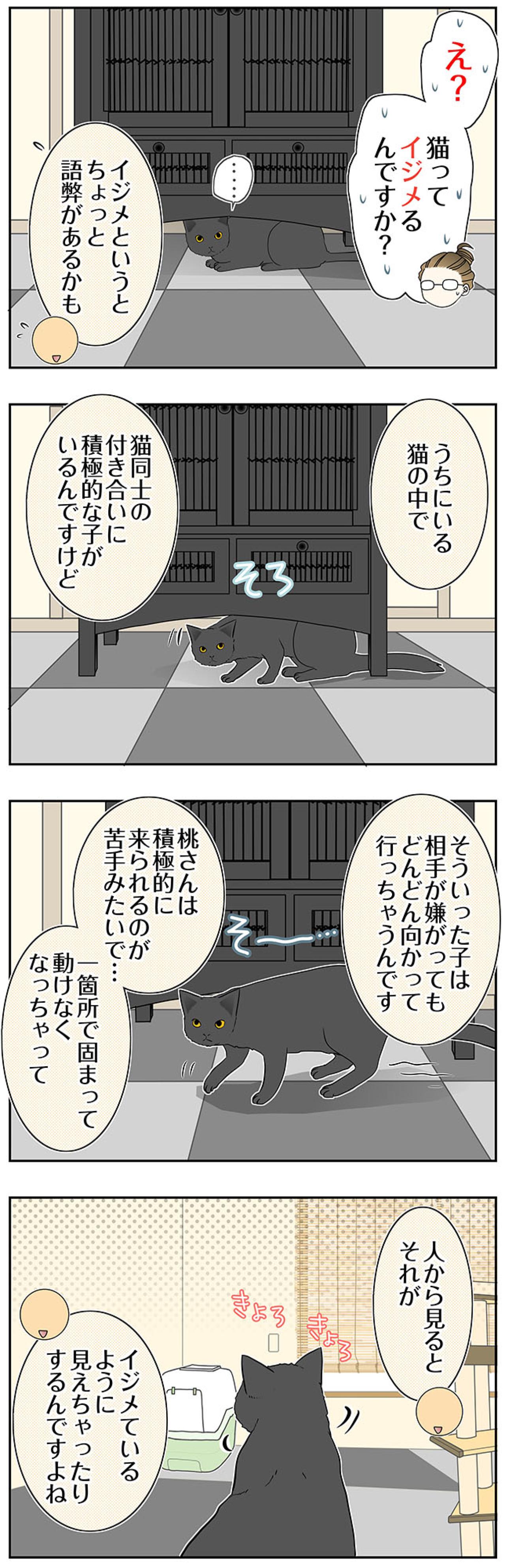 【マンガ・老猫日誌＃79】保護先での桃姐の様子〜思い出の老猫日誌・桃姐と小論（画像2）