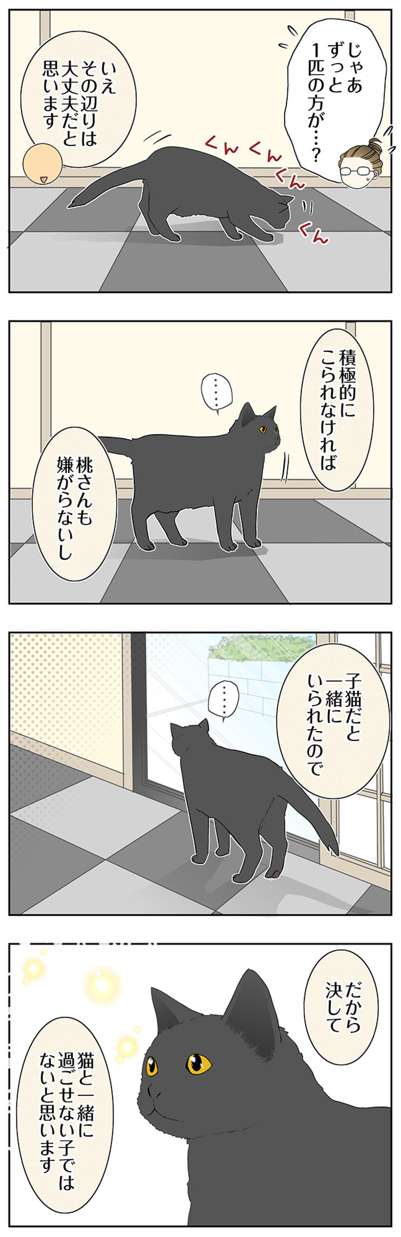 【マンガ・老猫日誌＃80】桃姐がなついていたのは？〜思い出の老猫日誌・桃姐と小論（画像2）