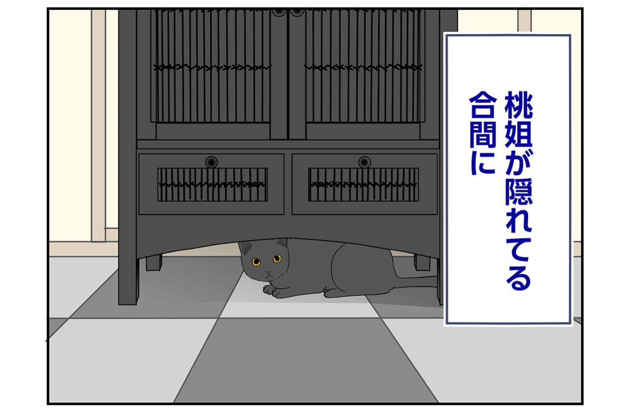 【マンガ・老猫日誌＃78】桃姐はいじめにあっていた？〜思い出の老猫日誌・桃姐と小論
