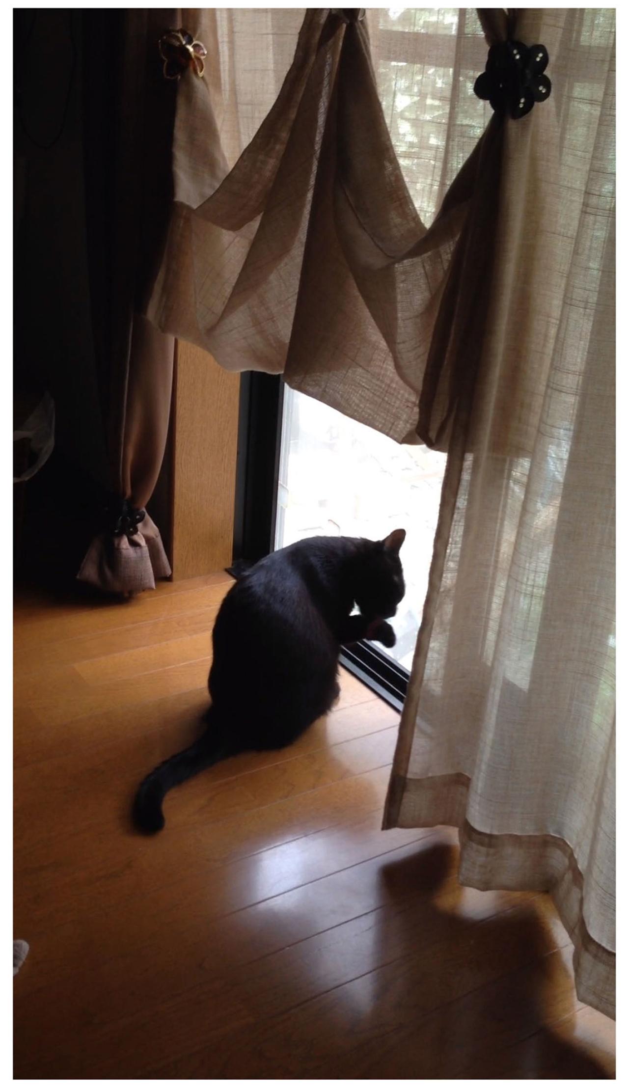 【マンガ・老猫日誌＃80】桃姐がなついていたのは？〜思い出の老猫日誌・桃姐と小論（画像3）