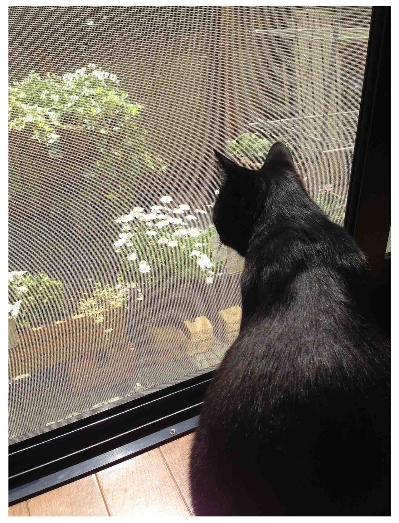 【マンガ・老猫日誌＃82】桃姐の過去を聞かなかったワケ〜思い出の老猫日誌・桃姐と小論（画像3）