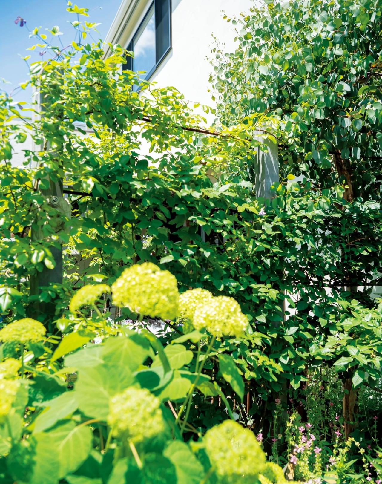 【庭づくり実例】バラからクレマチス、アジサイへ。花のリレーで季節をつなぐ神奈川県藤沢市・豊郁子さんの庭（画像4）