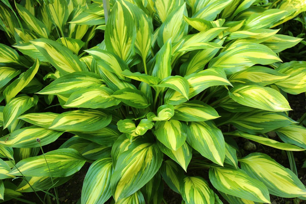 植えっぱなしで毎年きれい！ギボウシ（ホスタ）で庭が見違える理由と人気5選［多年草］（画像14）