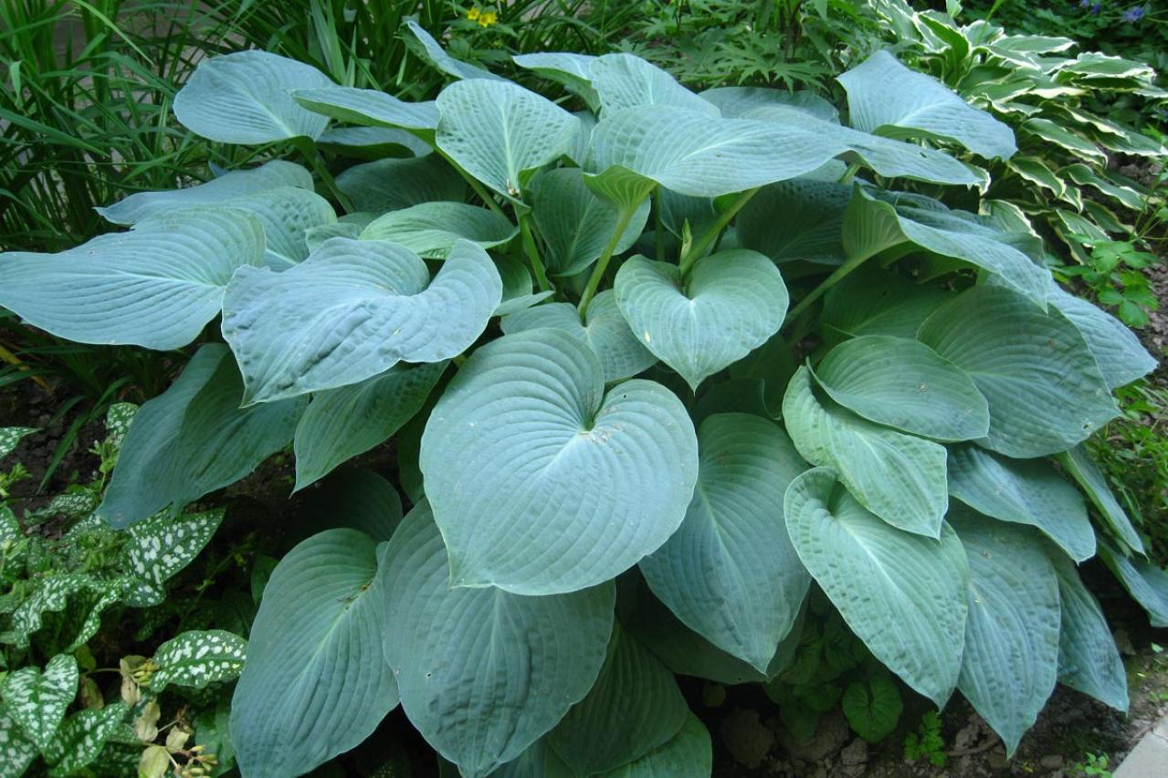 植えっぱなしで毎年きれい！ギボウシ（ホスタ）で庭が見違える理由と人気5選［多年草］（画像15）