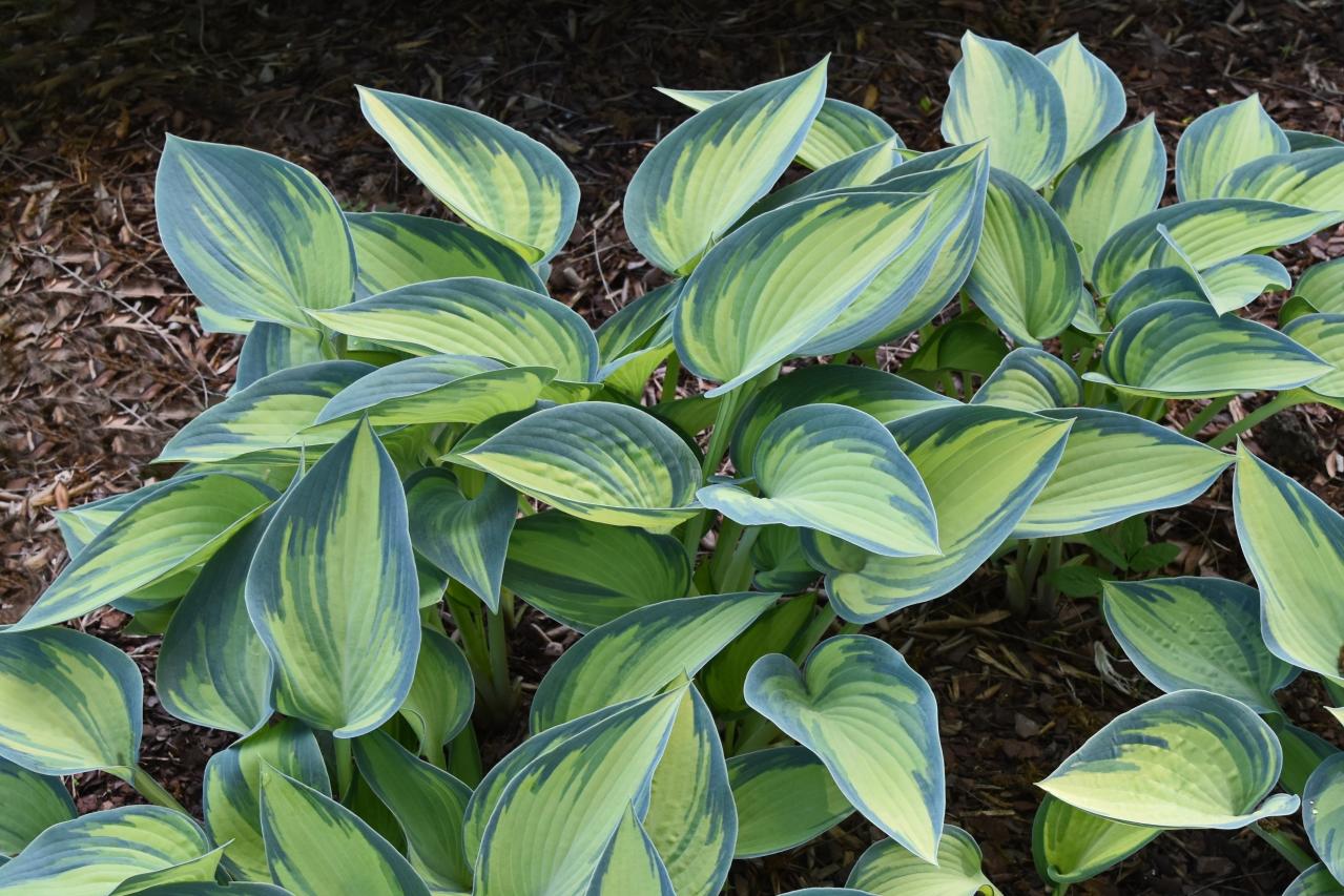 植えっぱなしで毎年きれい！ギボウシ（ホスタ）で庭が見違える理由と人気5選［多年草］（画像11）